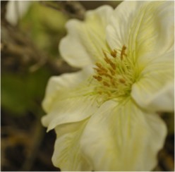 Close-up Clematis